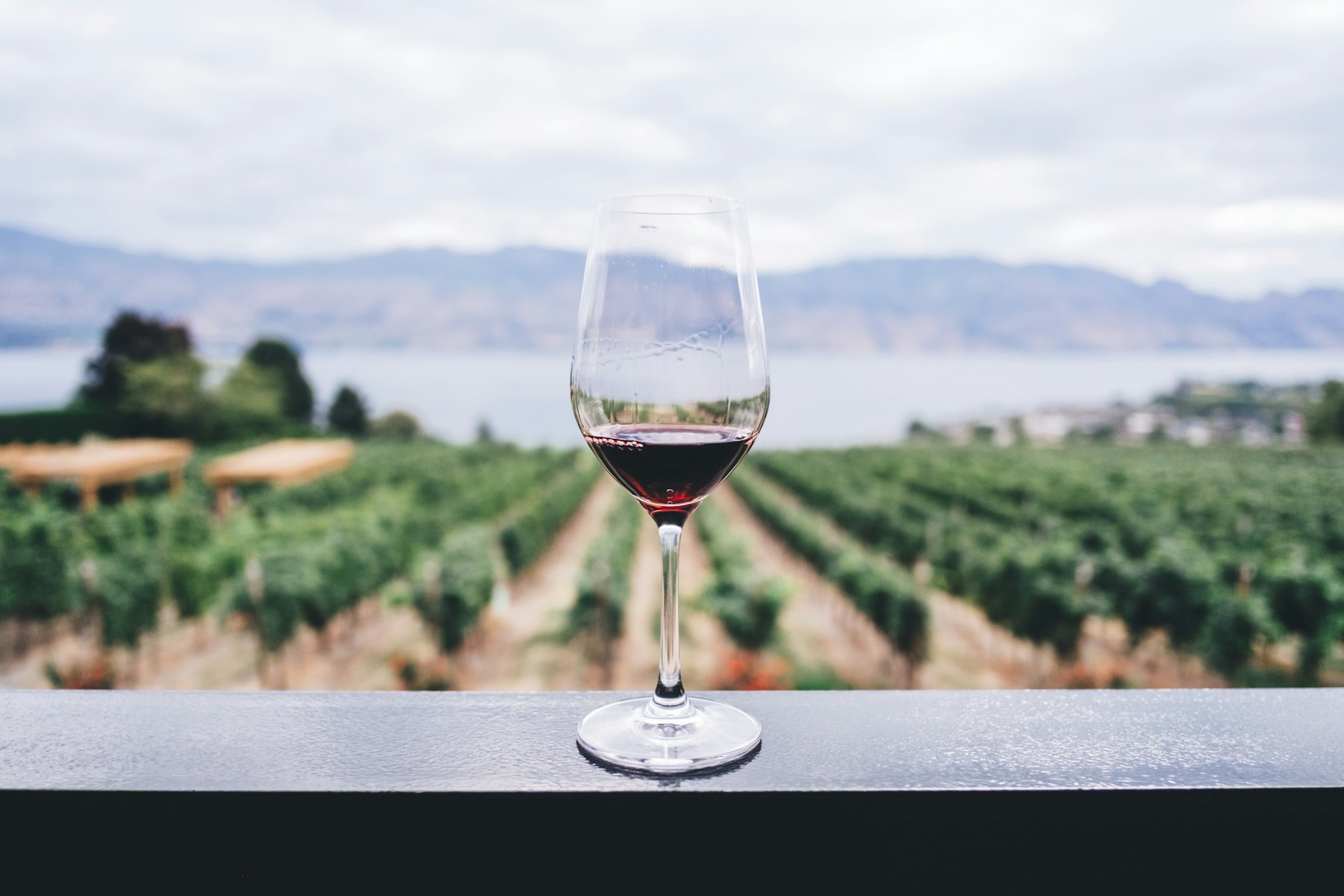 Vineyard with wine glass